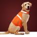 Dog Jacket High Visibility Safety Reflective Dog Vest for Small Medium Large Dogs (Medium, Orange) Medium Orange