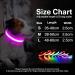 Luminous USB-C LED Dog Collar - Waterproof Adjustable Light with 7 Colors for Small & Medium Dogs (48-60cm) | Lila - Buy Online on GoSupps.com
