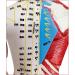 60cm Acupuncture Human Body Acupoint Model Semi-Muscle Acupuncture Point Model with Clear Lettering and Skeletal Viscera Model for Teaching Aids - Buy Online on GoSupps.com