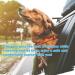 EfuturTime Bite-Resistant Dog Leash 85cm | Durable Car Seat Belt for Dogs & Cats | Stainless Steel 304 | Perfect for Small & Large Pets - Buy Online on GoSupps.com