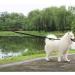 Dog Leash Bungee Double Handle Shock Absorbing Reflective Elastic Bungee Lead Soft Double Padded 2 Handles for Traffic Safety Control Training Perfect for Medium to Large Dogs Green - Buy Online on GoSupps.com