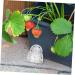 PRETYZOOM 8 Pcs Mini Gourd Mold Buddha Statue Baby Vegetable 5x3.5cmx2pcs Transparent Colorx2pcs - Buy Online on GoSupps.com