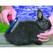 Lixit 4 Piece Grooming Kit for Rabbits, Guinea Pigs & Small Animals - Buy Online on GoSupps.com