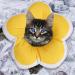 Soft Flower Cat Recovery Collar - Adjustable Anti-Bite Cone for Cat & Kitten - Breathable Waterproof E-Collar - Yellow - Buy Online on GoSupps.com