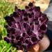 Room Decoration Natural Amethyst Violet Ghost Phantom Quartz Crystal Cluster Specimen Pray Home Decor degaussing (Size : 610-700g)