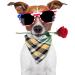 KUUQA 10 Pack Triangle Dog Bandanas Plaid Bibs Scarf Washable and Adjustable Kerchief Set for Dogs Cats Pets - Buy Online on GoSupps.com