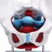 Teaching Pelvic Model Pelvis Model Durable Honest And Reliable Exquisite Craftsmanship for Home for Tearcher - Buy Online on GoSupps.com