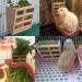 ANCLLO Rabbit Hay Feeder Rack Wooden Wall-mountable Hay Manger for Small Pets Bunny Chinchilla Guinea Pigs - Buy Online on GoSupps.com
