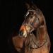 HORZE Weston Padded Leather Horse Bridle with Flash Noseband & Web Reins - Brown | Snaffle Bridle - Buy Online on GoSupps.com