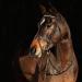 HORZE Weston Padded Leather Horse Snaffle Bridle with Flash Noseband and Web Reins Brown Horse