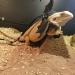 Bearded Dragon Lizard Reptiles Leash Harness 3 Size Pack Wing Adjustable for Bearded Dragon Lizard ReptilesOutdoor Safety Walking silver - Buy Online on GoSupps.com