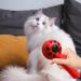 Itrimaka Pet Haircut Tool - Ladybugdhargung Comb & Fur Care Brushes for Long-Haired Pets - Red Depilatory Tools - Buy Online on GoSupps.com