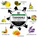 Tamanu and Hemp Cream All-Natural Skin Balm with Tamanu Oil for Itchy Dry Skin Suitable for Eczema Psoriasis and Dermatitis (30g) Handcrafted in the UK | Sera Organics - Buy Online on GoSupps.com