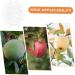 VINTORKY Shaped Growth Fruit for Shaping Reusable Forming Shaper Melon Ginseng Watermelon - Buy Online on GoSupps.com