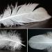 HaiMay 450 White Feathers for Craft Wedding & Party Decor 3-5 inches - Home Decorations - Buy Online on GoSupps.com