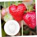 Milisten 5pcs Fruit Shaping Mold Stereotypes Gardening Supplies - Buy Online on GoSupps.com