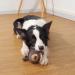 Sedioso Plush Dog Toys 3-Pack | Sweet Squeaky Play Set for Puppies & Dogs of All Sizes - Buy Online on GoSupps.com