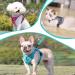 Adjustable Cat Dishes for Kittens & Puppies | Blue Lake Cat Feeding Set - International Shipping - Buy Online on GoSupps.com