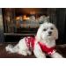 XPUDAC Small Dog Dress Girl Apparel: Colorful Flower Dog Clothes for Small Dogs - 4 Pieces (Small 5.5-8 lbs) - Buy Online on GoSupps.com