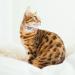 Shop Cobee Bling Heart Cat Neck Band with Bell - Adjustable Rhinestone Collar for Small Cats & Dogs - Pink - Buy Online on GoSupps.com