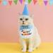 EUOOVM Cute Birthday Bandana Set for Dogs & Cats | Pet Birthday Decorations for Boys & Girls | Kitten Birthday Hat - Buy Online on GoSupps.com
