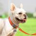 Joytale Softly Padded Neoprene Dog Collar for Small Dogs - Reflective Nylon Orange S (1 Pack) | Best International Shipping - Buy Online on GoSupps.com