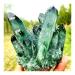 Natural Crystal Rough 600-800G Rare Green Ghost Phantom Quartz Crystal Rough Cluster for Gifts Decor Beautiful