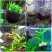Capetsma Aquarium Plant Pot Glass - 1 Pack with 2 Suction Cups for Stunning Fish Tank Decoration - International Shipping Available - Buy Online on GoSupps.com