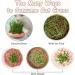 KASESSS Cat Grass Planter Soil Free Hydroponic Cat Grass Tray Round Catnip Cat Grass Box Indoor Cat Plant Planting Box Plastic Cat Grass Sprouting Trays for Cats Dogs and Other Pets (Pink) - Buy Online on GoSupps.com