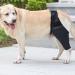 Dog Knee Brace Oxford Cloth Breathable Elastic Dog Leg Brace for Pain Relief (M) - Buy Online on GoSupps.com