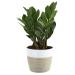 Costa Farms ZZ, Zamioculcas zamiifolia, Indoor Plant in Planter, Great Room Decor 12-Inches Tall, White-Natural Dcor Planter 12-Inches Tall White-Natural Dcor Planter