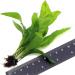 3X Java Fern Live Aquarium Plants Microsorum Pteropus 3 Stem Rhizome k2aqua - Buy Online on GoSupps.com