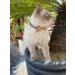 SuperBuddy Cute Bow Bell Cat Collar - 2 Pack Plaid Kitten Collar with Removable Bowtie for Cats Kittens - Brown-Black - Buy Online on GoSupps.com