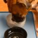 Finorder 34x21 100% Silicone Pet Feeding Mat - Raised Edges, Slip Resistant, Waterproof, Dishwasher Safe - Buy Online on GoSupps.com