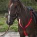 LED Horse Harness Chest Strap - Adjustable Robust & Comfortable for Maximum Visibility (Red) - Buy Online on GoSupps.com
