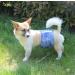 JoyDaog Jean Belly Bands for Small Dogs - Reusable Diapers XS (7-9 Waist) - 3 Pack - Buy Online on GoSupps.com