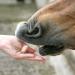 Likit Treat Bar 90g | Great Horse Treat for Training or Reward | 90g (Cherry) - Buy Online on GoSupps.com