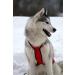 Northern Howl X-Back Dog Harness - XL Red for Canicross Bikejoring Skijoring & Dogscooting - International Shipping Available - Buy Online on GoSupps.com