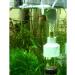 YOFAN 50mm Aquarium Cichlids Fish Egg Incubator Tumbler for Mouth-Brooding Hatchery - Buy Online on GoSupps.com