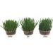 Pet Grass Variety Pack by Cat FurNature - Buy Online on GoSupps.com