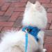Suredoo Dog Harness for Small Dogs with Leash - Reflective Breathable Anti-Training - Blue Checked (M) | Perfect for Small & Medium Breeds - Buy Online on GoSupps.com