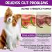 Tioueo Probiotic Digestive Chews 120pcs - Digestive Harmony, Skin Comfort, Allergy Relief, Immune Boost for Dogs - Ultimate Canine Wellbeing - Buy Online on GoSupps.com