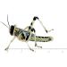 Livefood UK Live Locusts Large size 30mm to 40mm 1 tub of 25 Large Hoppers 1 count (Pack of 25) - Buy Online on GoSupps.com