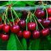 Emilia Organics Cherry Kernel Oil Organic Cold Pressed Unrefined Natural 2 Fl Oz - Buy Online on GoSupps.com