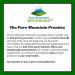 Pure Mountain Botanicals Liquid Echinacea Drops Kosher Tincture Alcohol Free Extract - 500mg Organic Echinacea -1oz Bottle - Buy Online on GoSupps.com