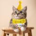 Doggeburstagenburanana - Fun Dog & Cat Birthday Hats | Happy Birthday Pet Bibs for Celebrations - Buy Online on GoSupps.com