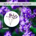 Pressed Dried Gypsophila Flowers 42PCS - Purple Babysbreath Flowers for DIY Crafts - Buy Online on GoSupps.com