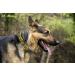 NFL Green Bay Packers X-Large Dog Collar with Anti-Open Safety Lock - Super Tough - Buy Online on GoSupps.com