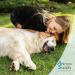 Animal Supply Ohr Milben Oil for Pets - 50ml | Effective Ear Mite Treatment for Dogs Cats & Pets with Chamomile - Soothing Relief for Itchy Ears - Buy Online on GoSupps.com