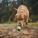 Beco Pets Eco-Friendly Natural Rubber Dog Ball Chew Toy - Small, Blue - Buy Online on GoSupps.com